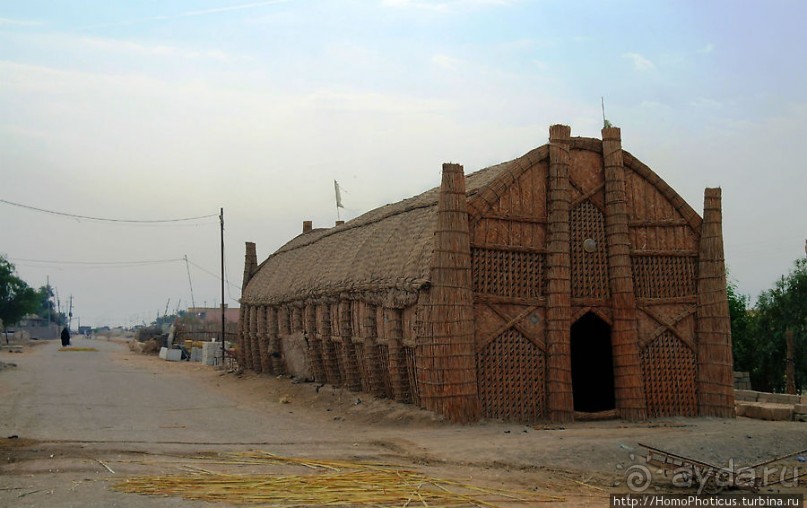 Дерево греха возле арабского потока