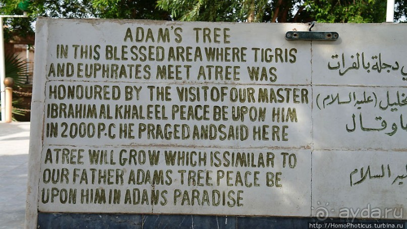 Дерево греха возле арабского потока