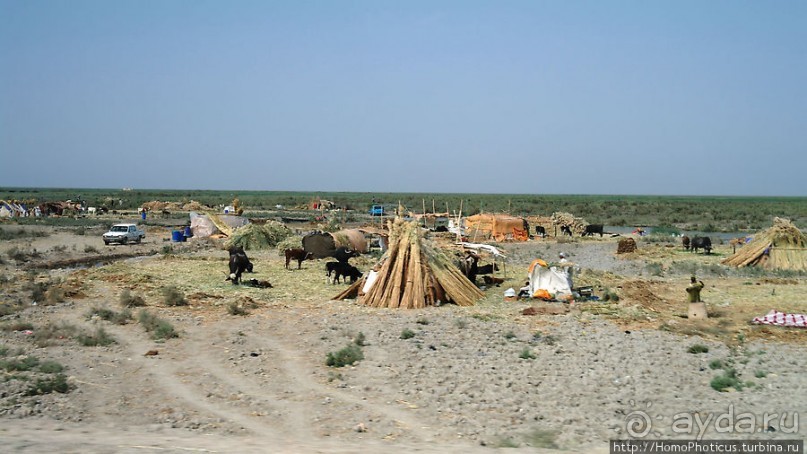 Дерево греха возле арабского потока