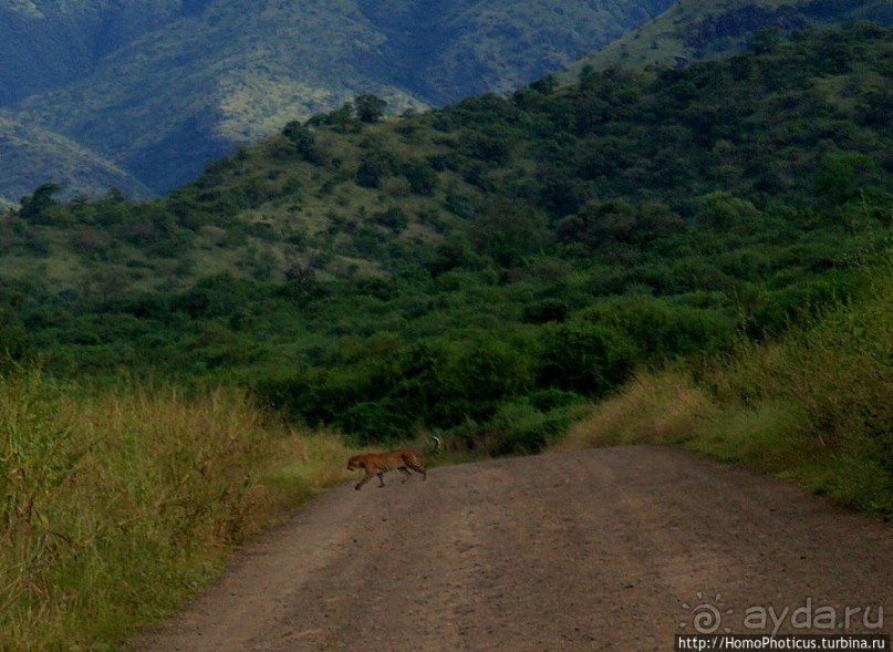 Маго почти без мурси