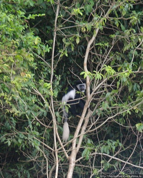 Маго почти без мурси