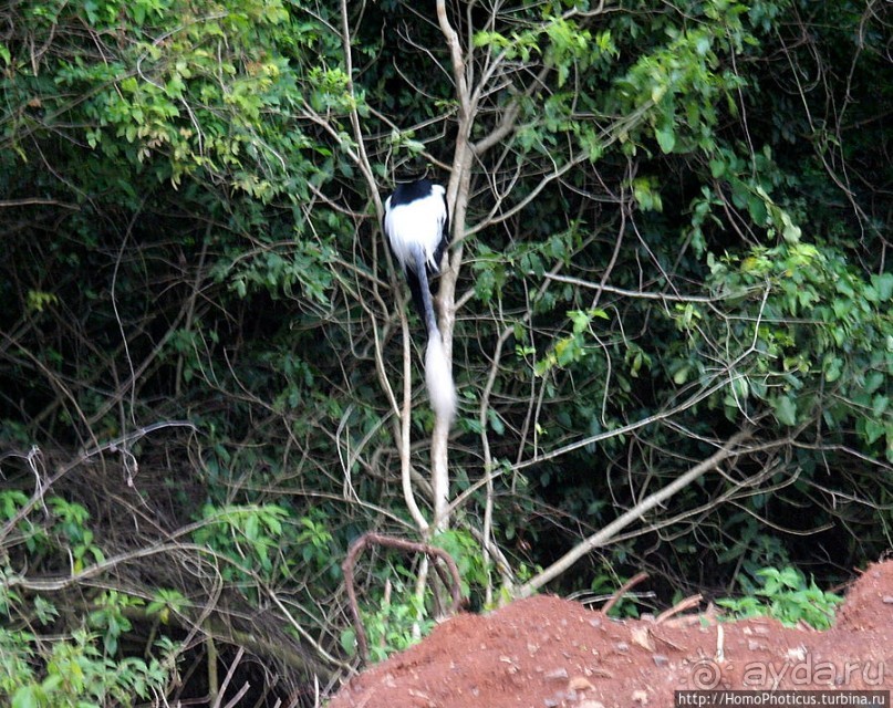 Маго почти без мурси