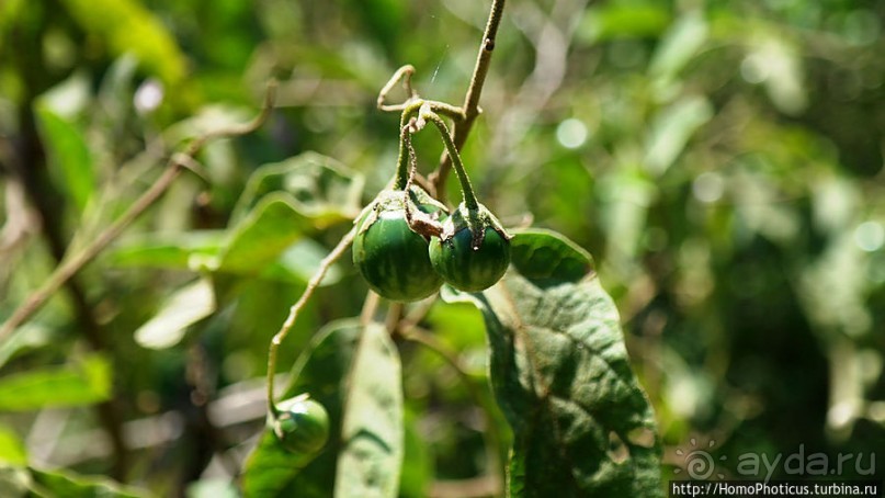 По дороге в Арба-Мынч