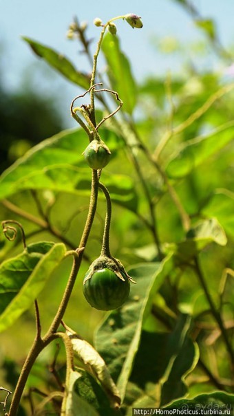 По дороге в Арба-Мынч