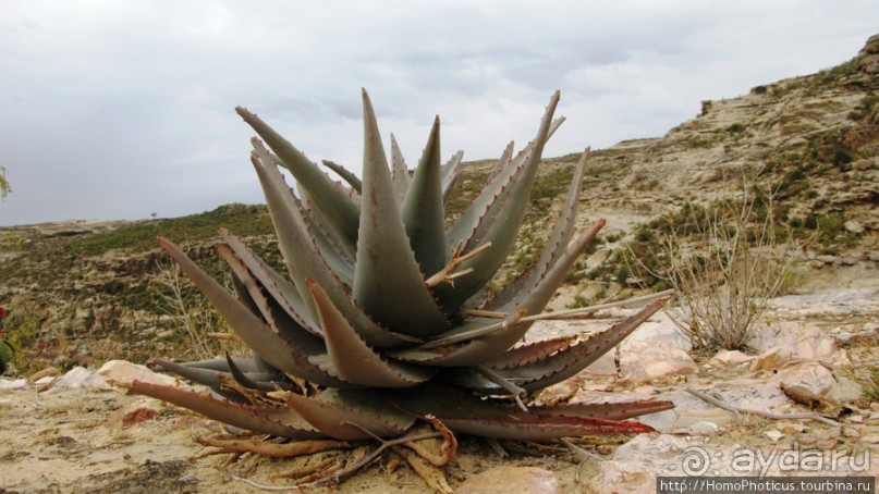 Разведка Эритреи: осторожные шаги