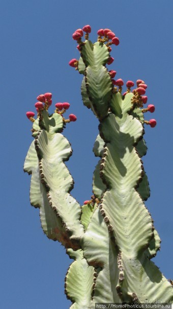 Разведка Эритреи: осторожные шаги