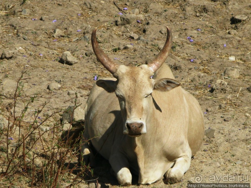 Разведка Эритреи: осторожные шаги