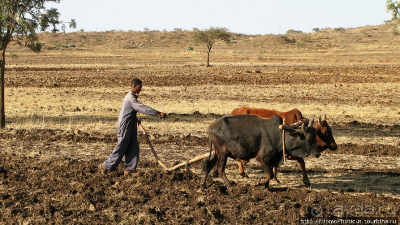 Разведка Эритреи: осторожные шаги