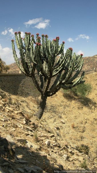 Разведка Эритреи: осторожные шаги