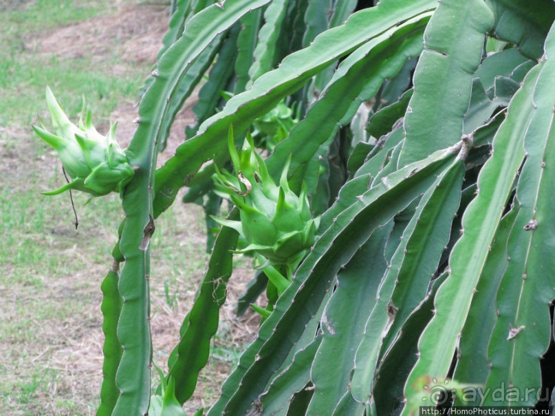 Шакьямуни на горе