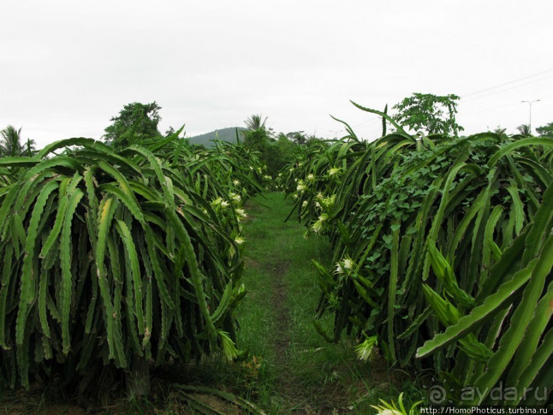 Шакьямуни на горе