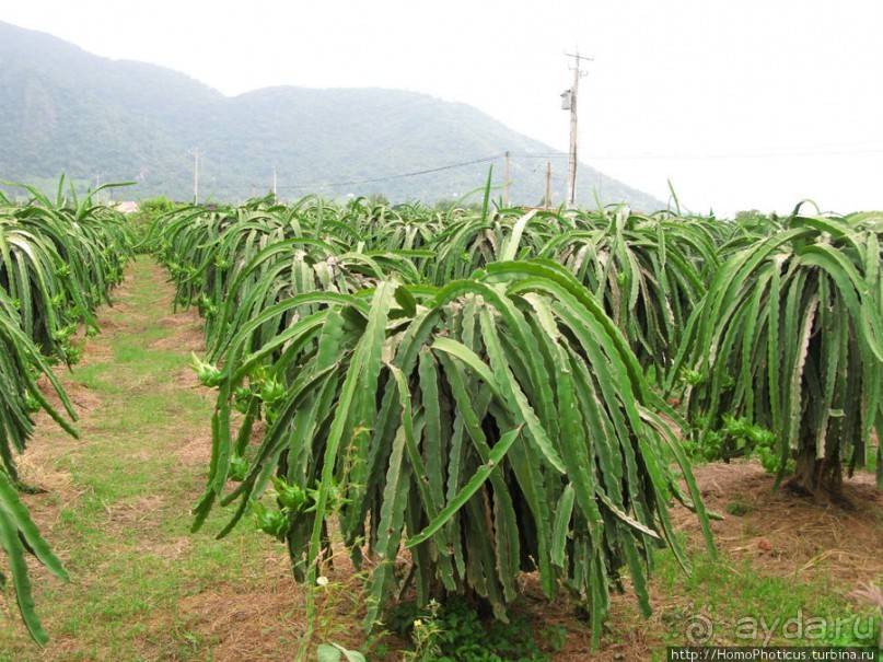 Шакьямуни на горе