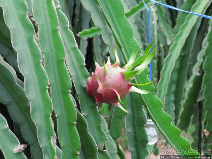 Шакьямуни на горе