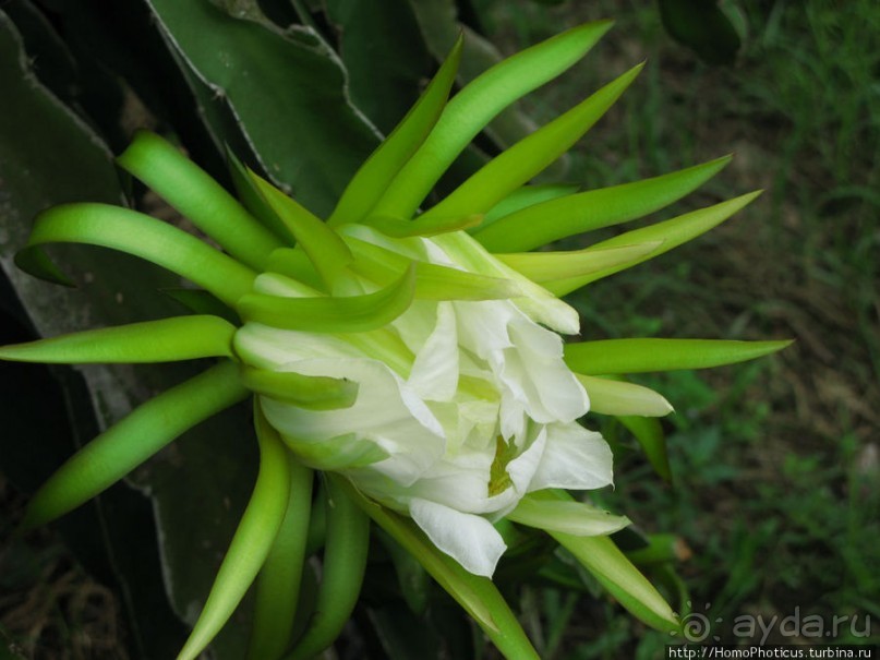 Шакьямуни на горе