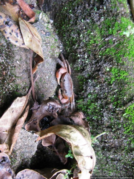 Шакьямуни на горе