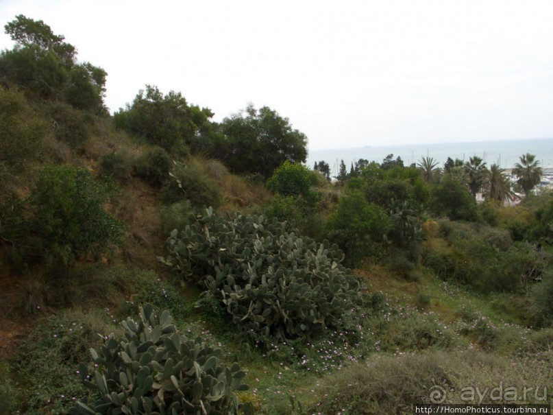 Карфаген должен быть разрушен!