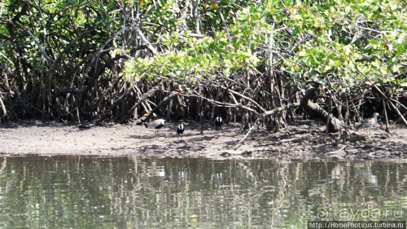 Мангры и термитники