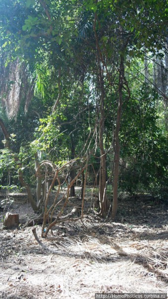 Мангры и термитники