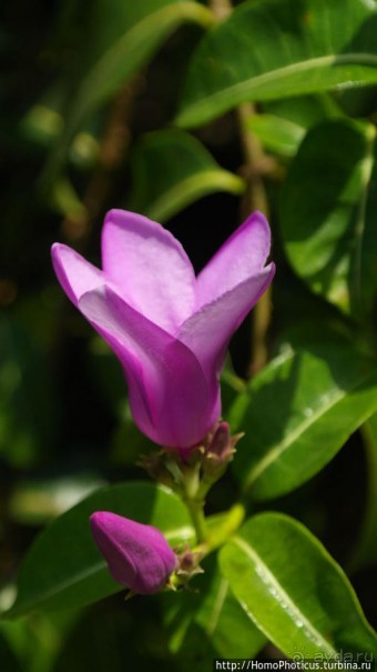 Мангры и термитники