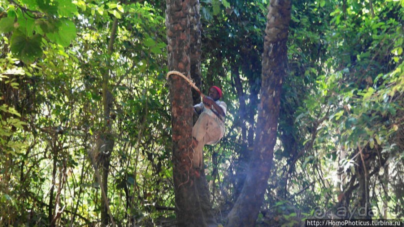 Мангры и термитники