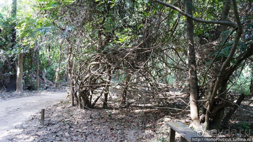 Мангры и термитники