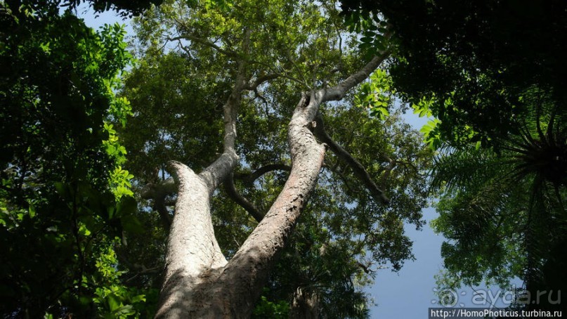 Мангры и термитники