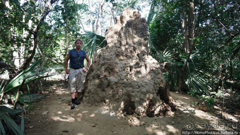 Мангры и термитники