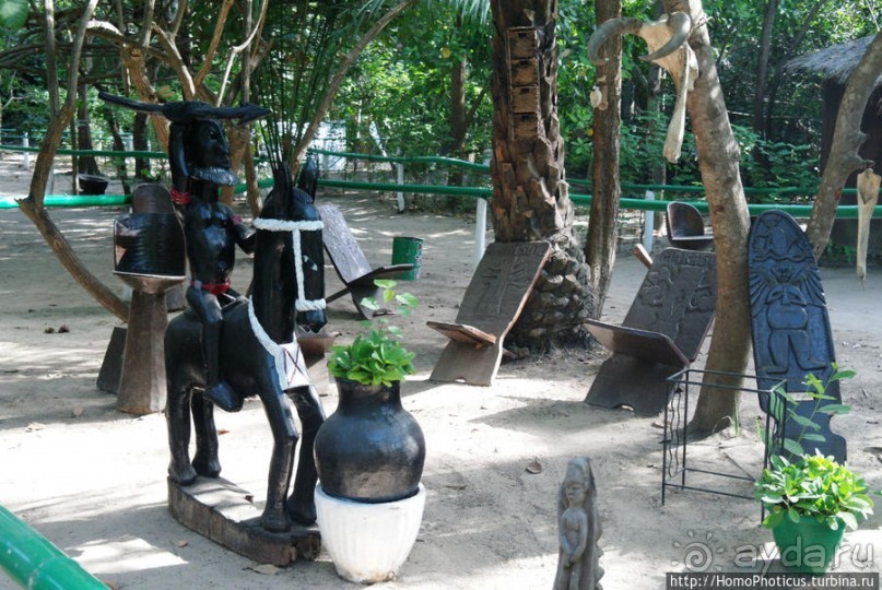 Мангры и термитники