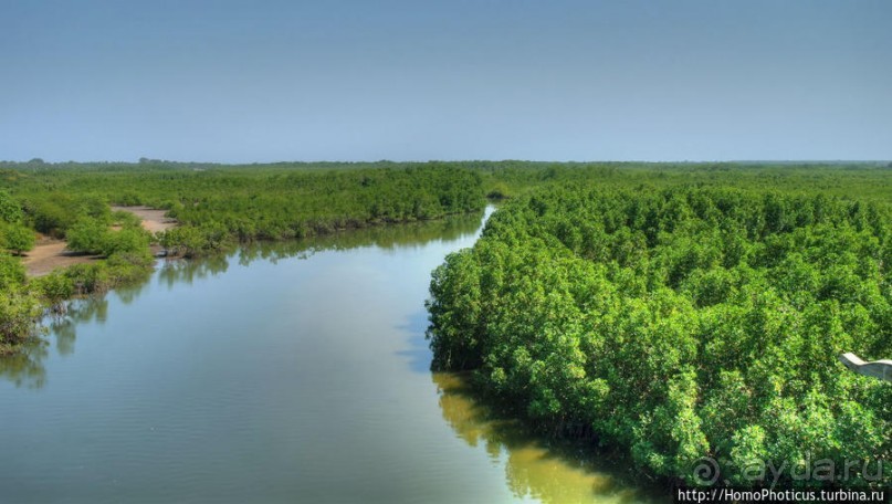 Мангры и термитники