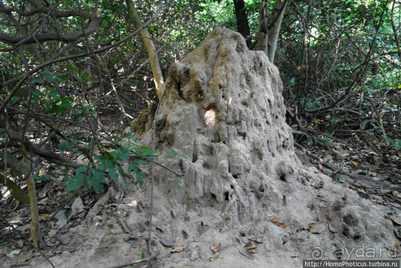 Мангры и термитники