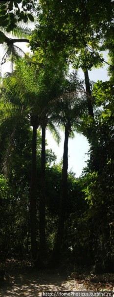 Мангры и термитники