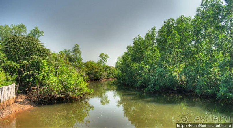 Мангры и термитники