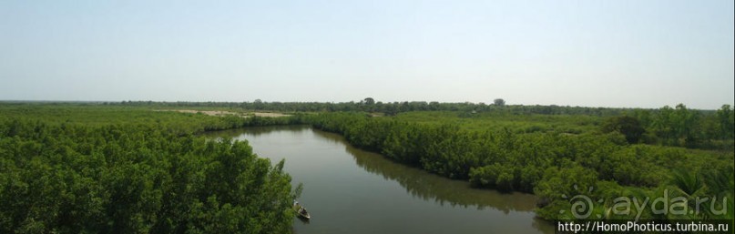 Мангры и термитники