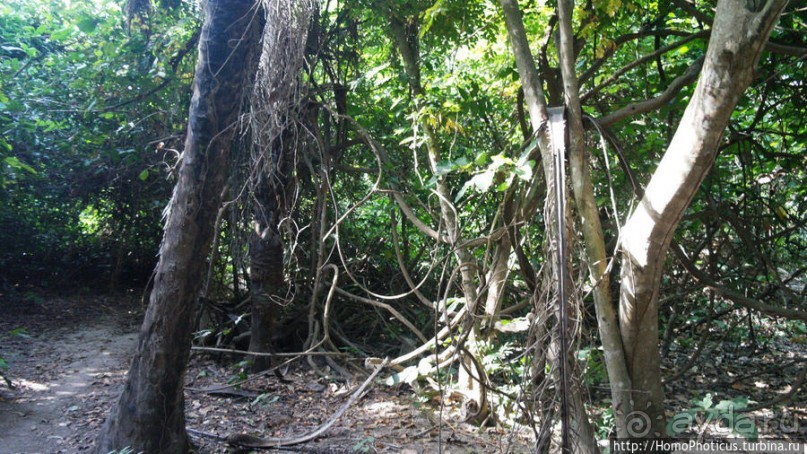 Мангры и термитники