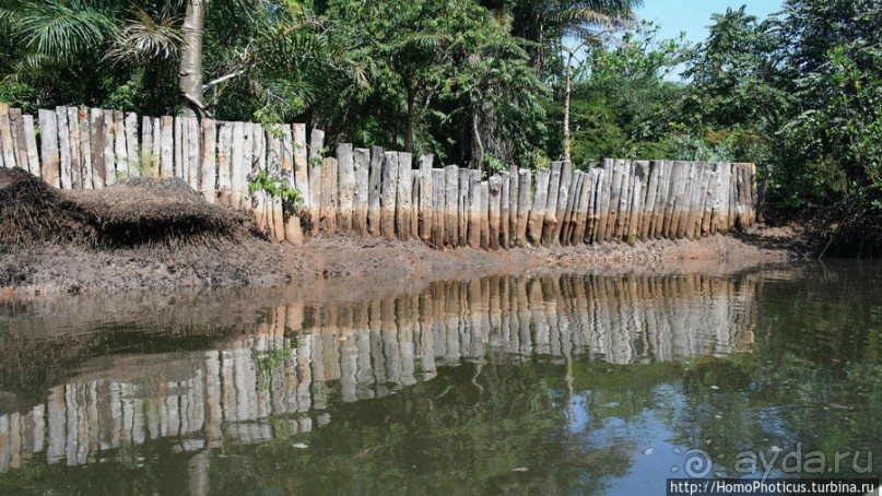 Мангры и термитники