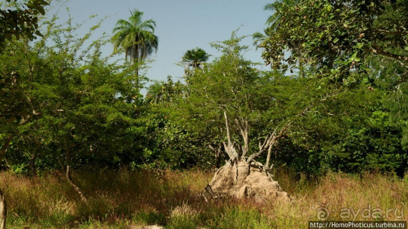 Мангры и термитники