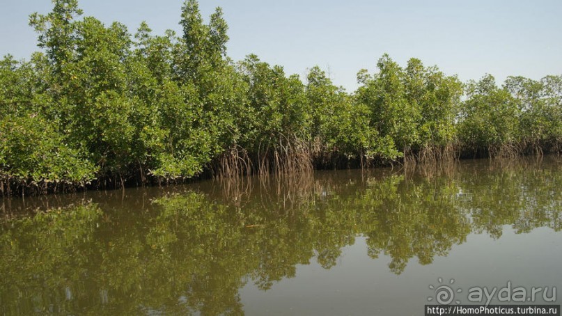 Мангры и термитники