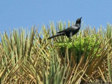 Зонты плато Диксам