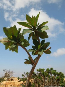 Зонты плато Диксам