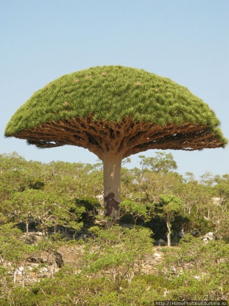 Зонты плато Диксам