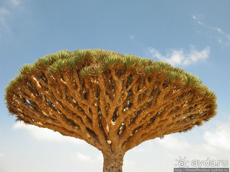 Зонты плато Диксам