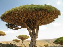 Зонты плато Диксам