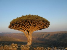 фото Йемена