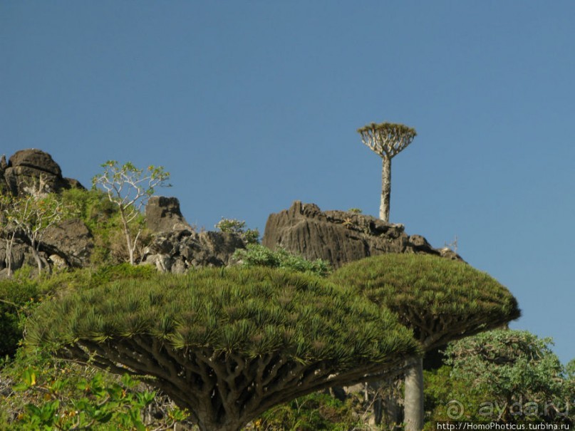 Зонты плато Диксам
