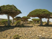 Зонты плато Диксам