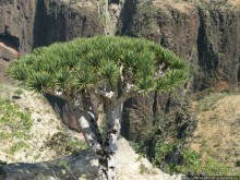 Альбом отзыва "Зонты плато Диксам"