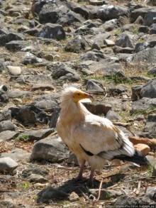 Зонты плато Диксам