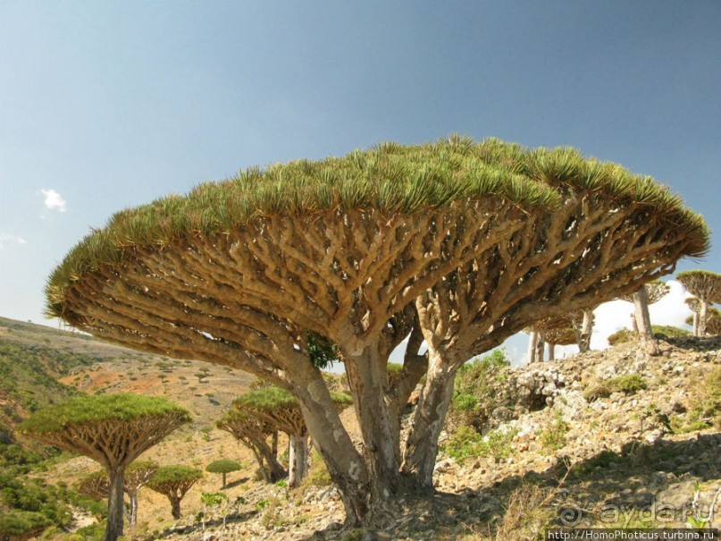 Зонты плато Диксам