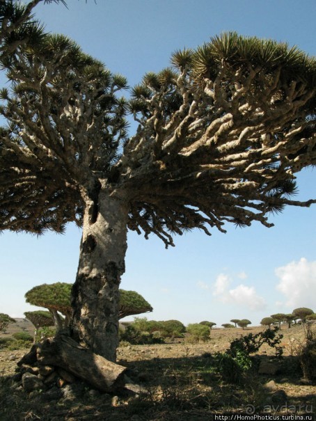 Зонты плато Диксам