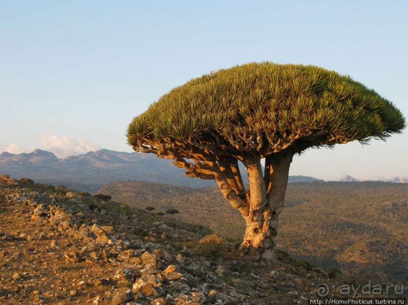 Зонты плато Диксам